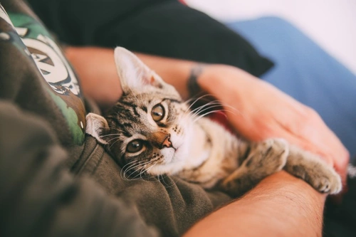 How to Be Your Cat’s Favourite Person: A Caring Guide