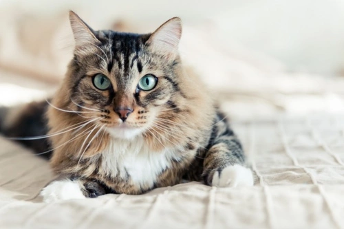 2 Homemade Kidney-Friendly Recipes for Cats