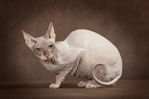 7 Cat Breeds with Delightful Dog-like Personalities
