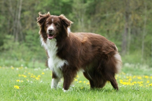 Understanding Your Dog's Prey Drive Instinct