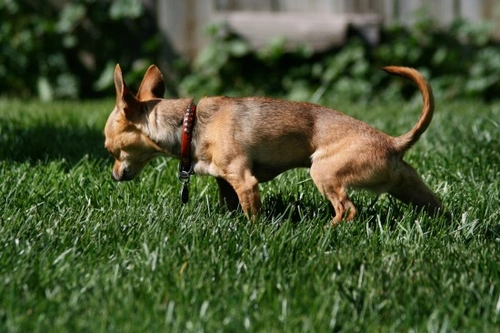 Why Do Some Male Dogs Pee Like Females?