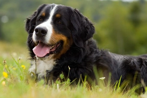 Canine Distemper: Symptoms, Causes and Prevention Guide