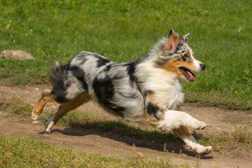 Por qué mi perro siempre intenta escaparse: causas y soluciones