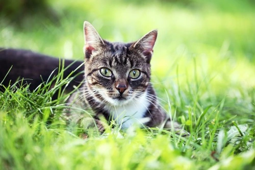 Bartonelosis en gatos: Comprender la fiebre por arañazo de gato