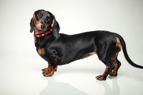 Dachshund Paralysis: How to Recognise & Manage It