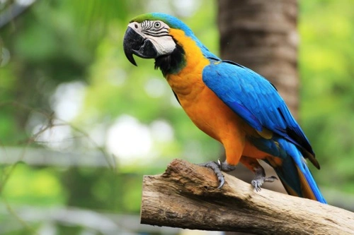 Teaching Your Pet Bird to Talk: Proven Tips for Success