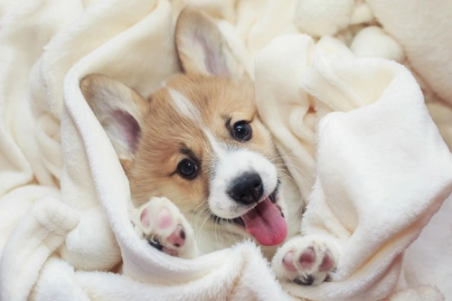 Can you catch coronavirus from your dog? UK facts and advice