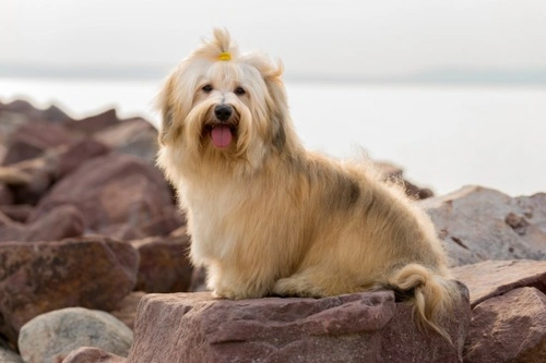 Havanese Dog Longevity and Hereditary Health Facts