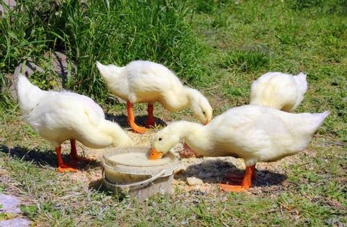 The Importance of Worming Ducks: Keep Your Flock Healthy