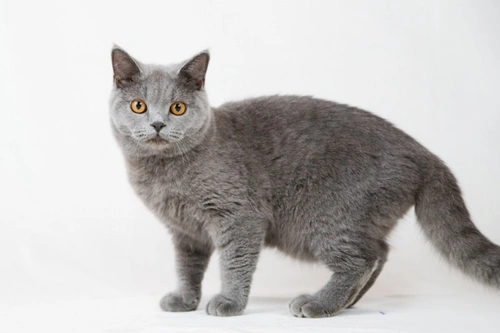 10 Must-Know Facts About British Shorthair Cats Before Buying