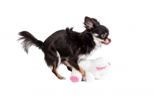 Managing Excessive Sexual Behaviour in Male Dogs: Tips & Advice
