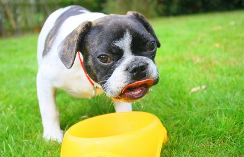 Dogs and Their Drinking Requirements: Hydration Guide