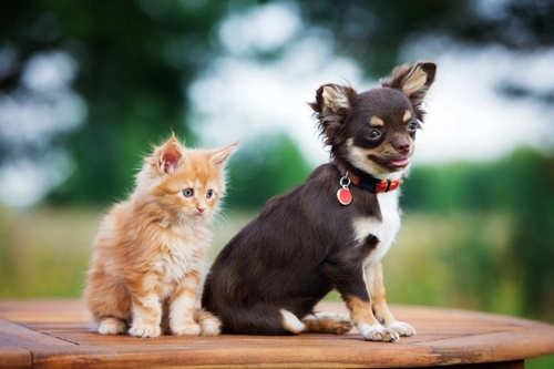 New Year, New Pet? Choosing the Right Companion
