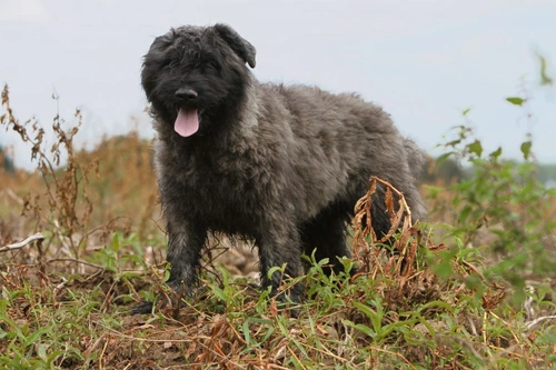 Bouvier des Flandres vs Briard: Key Differences & Care Guide