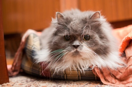 Consejos para el cuidado de gatos maduros y mayores