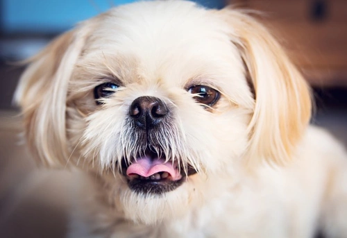 Canine nystagmus: Causes, symptoms and vet care