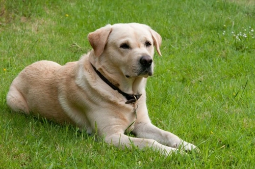 The Extremely Personable Goldador Dog: Friendly Family Companion