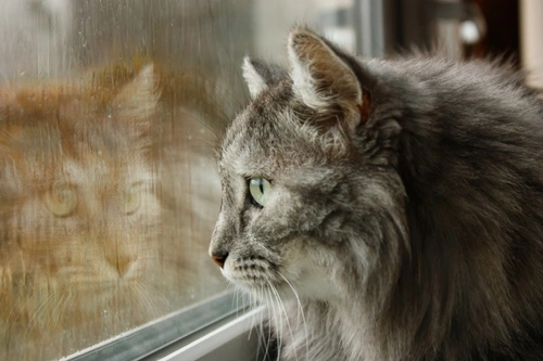 Cats and Rain: Why Some Felines Love a Downpour