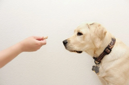 Four Simple Steps to Get Your Dog’s Attention Effectively