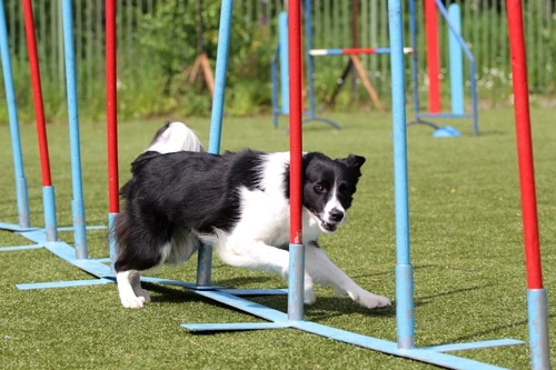 Challenges and Tips for Training Highly Intelligent Dogs