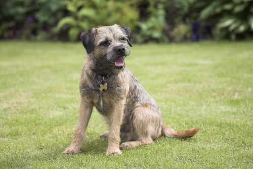 Comprehensive Guide to Canine Epileptoid Cramping Syndrome (CECS)
