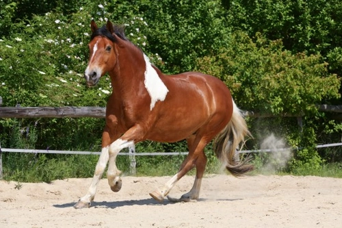 Should I Give My Horse Electrolytes? Essential Guide
