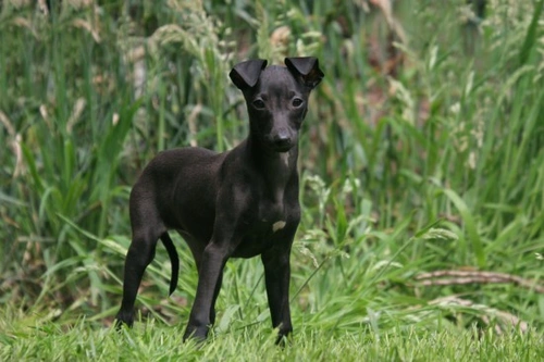 Italian Greyhound Longevity & Hereditary Health Guide