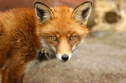 Can Dogs Really Catch Fox Mange? Causes, Symptoms & Treatment
