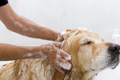 How to Groom and Bath Your Dog: Basics for Healthy Coat