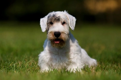 Consideraciones para tener un Sealyham Terrier
