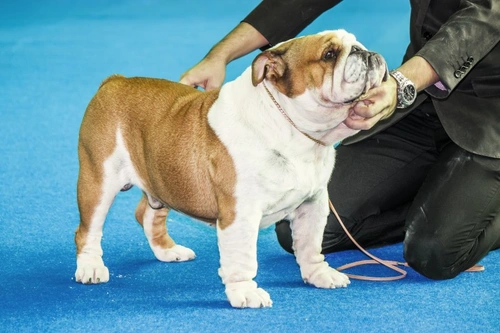 España reflexiona sobre la eliminación de exposiciones caninas por bienestar