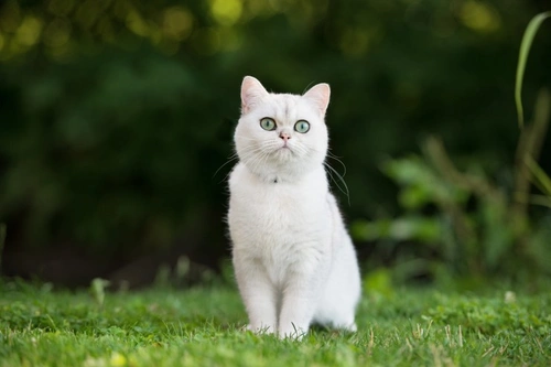 How to Greet a Cat in Cat Language: Step-by-Step Guide