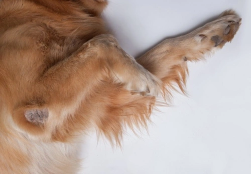 Mange in Dogs: FAQs and Expert Answers for UK Owners
