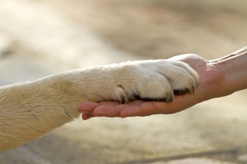 Animal Welfare Act 2006: Essential Guide for UK Pet Owners