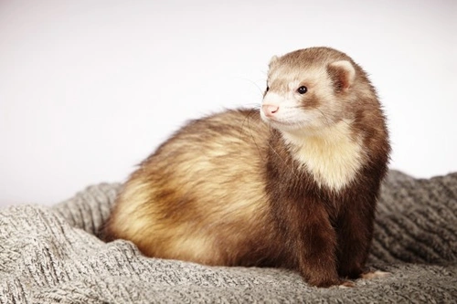 How to Make a Ferret Cage a Fun Environment