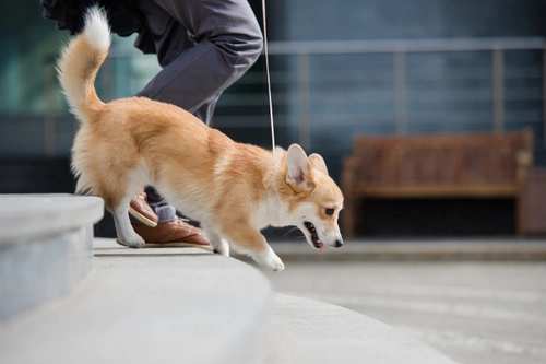 When Can Puppies Safely Use Stairs? Complete Guide