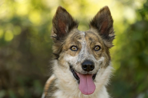 MRSA Infection in Dogs: Causes, Risks & Treatment Guide