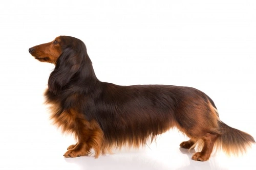 Dachshunds: Coat Types & Colour Variations Explained