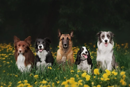 22 datos fascinantes sobre razas de perros que debes conocer