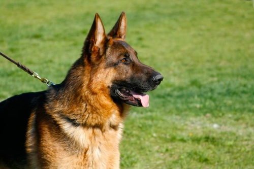 Understanding Ritualised Aggression in Dogs: What Every Owner Should Know