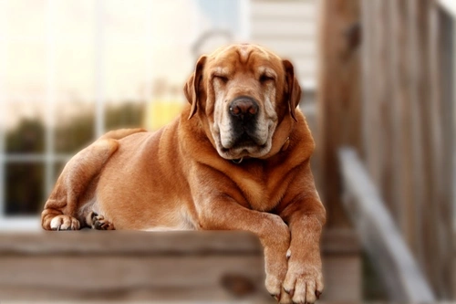Caring for Dogs Over 10: Essential Tips for Senior Health
