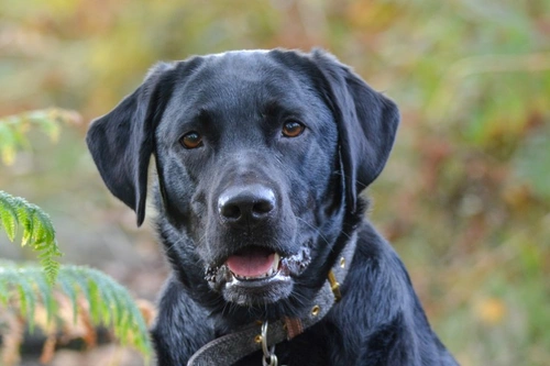 What is the Most Food-Obsessed Dog Breed? Key Findings