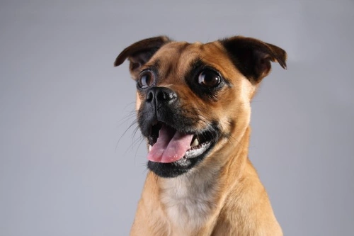 A Beginner's Guide to Adopting a Dog: 12 Essential Steps