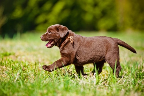 Dogs That Need Close or Constant Supervision: Essential Guide