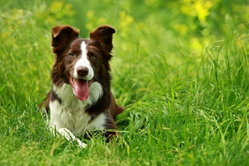 Is Slug Bait Dangerous to Dogs? Essential UK Safety Guide