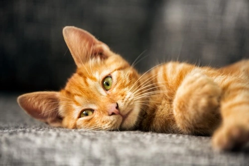 Mejor edad para esterilizar a una gata hembra