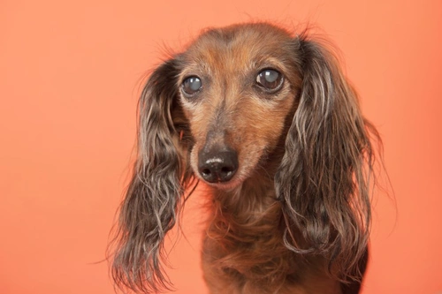 Glaucoma in Dogs: Causes, Symptoms & Treatment Guide
