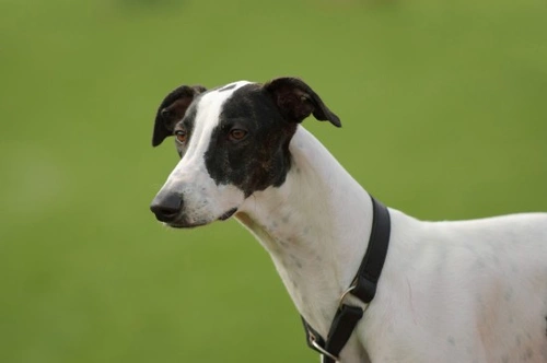 The Shady Side of Greyhound Racing: Welfare and Industry Issues