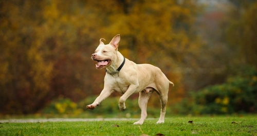 Is the Dangerous Dogs Act fit for purpose in 2025?