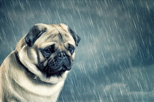 What to Do If Your Dog Refuses To Go Out In Rain